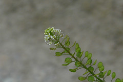 Lepidium sativum